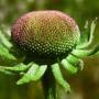 Sneezeweed (Helium puberulum): The bud on this native looked almost iridescent in the sunlight.